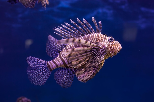 Nahaufnahme des Rotfeuerfisches im Aquarium