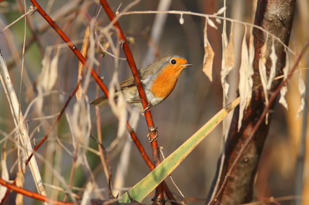 Nahaufnahme des Rotkehlchens (Erithacus rubecula), das sich in den dichten Zweigen eines Busches in der Morgensonne in einem natürlichen Lebensraum versteckt