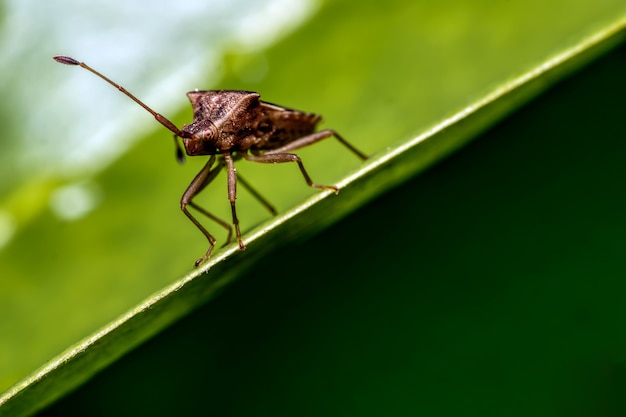 Foto nahaufnahme des rüsselkäfers auf einem blatt.