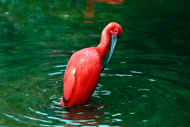 Nahaufnahme des Scharlachrots IBIS badend im dunkelgrünen See