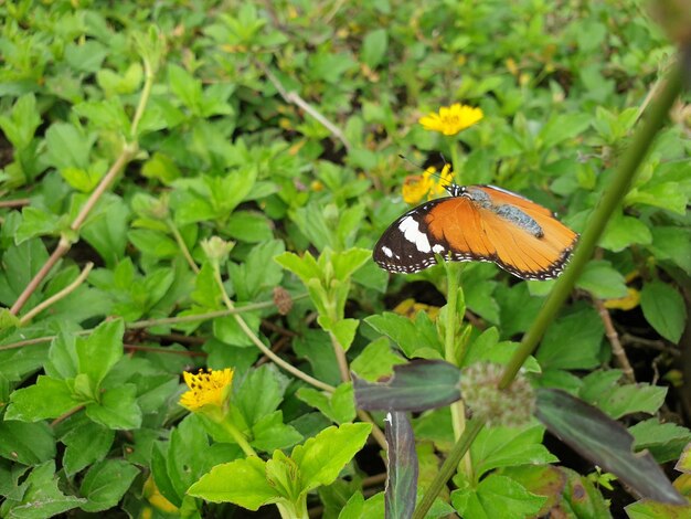 Nahaufnahme des Schmetterlings auf dem Blatthintergrund schönes Naturkonzept tropisches Blatt