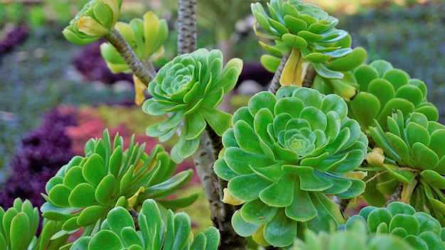 Nahaufnahme des schönen Aeonium arboreum auch bekannt als Baum aeonium aenium irish rose houseleek oder black prince