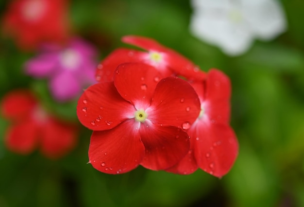 Nahaufnahme des schönen Catharanthus roseus rot-rosa oder Madagaskar-Immergrüns, einer blühenden Pflanzenart