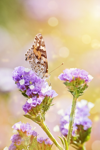 Nahaufnahme des schönen Schmetterlinges oder mit geschlossenen Flügeln Blatthonig essend