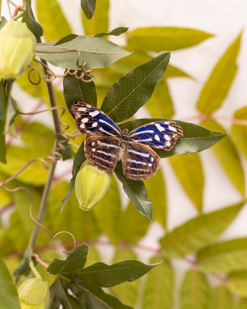 Foto nahaufnahme des schönen schmetterlingskonzepts