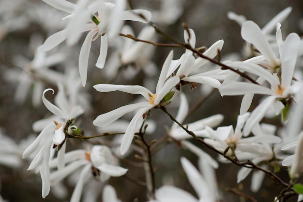 Foto nahaufnahme des schönen weißen blühenden japanischen magnolienbaums im garten botanischer garten blüht im freien