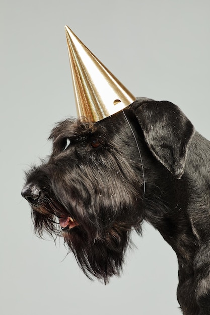 Nahaufnahme des schwarzen Terriers im Partygeburtstagshut gegen weißen Hintergrund