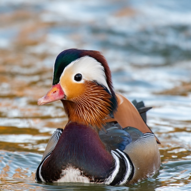 Nahaufnahme des Schwimmens der männlichen Mandarinenente