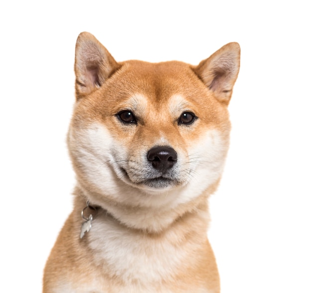 Nahaufnahme des shiba inu hundes