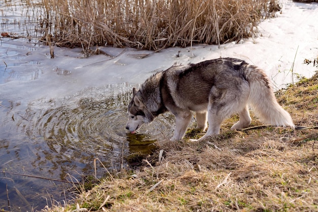 Nahaufnahme des Sibirischen Husky-Hundes, der Wasser aus dem Teich trinkt