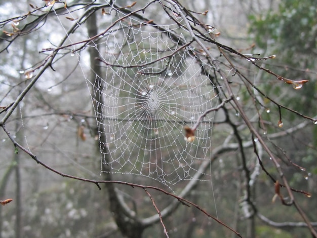 Foto nahaufnahme des spinnennetzes auf einem zweig