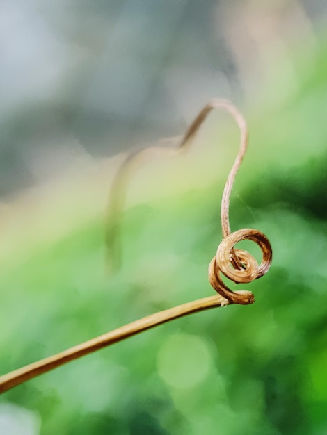 Nahaufnahme des spiralförmigen Stammes