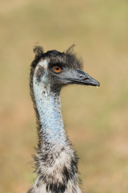 Nahaufnahme des Straußenvogelkopfes in der Natur