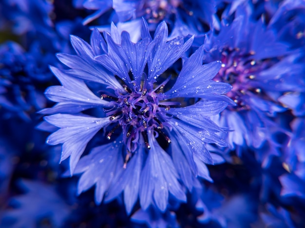 Nahaufnahme des Straußes von blauen Kornblumen