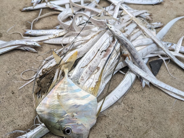 Nahaufnahme des täglichen Angelns von Layur Fish Indonesia in der Trockenzeit.