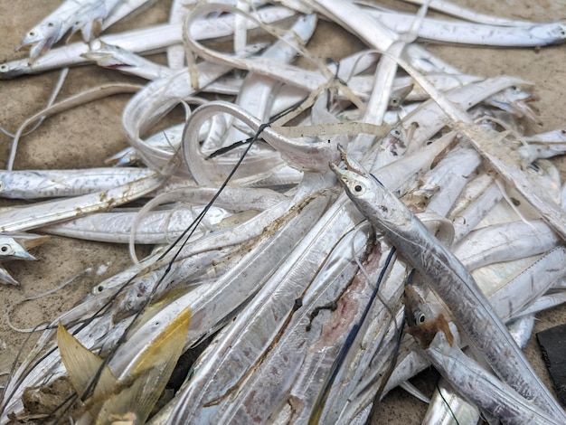 Nahaufnahme des täglichen Angelns von Layur Fish Indonesia in der Trockenzeit.