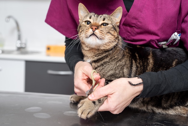 Nahaufnahme des Tierarztes mit Clipper, der Katzennagel schneidet.