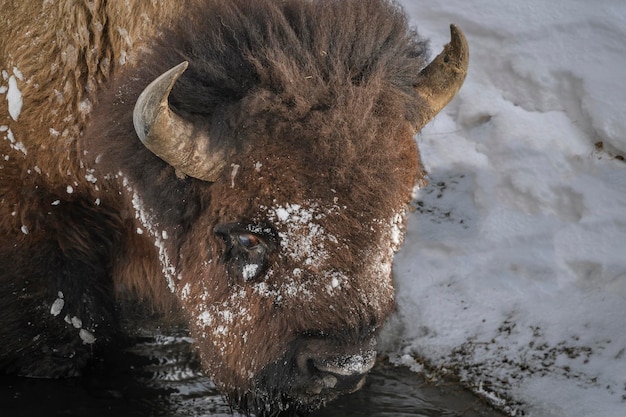 Foto nahaufnahme des tieres im winter