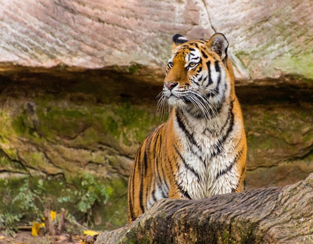 Foto nahaufnahme des tigers am felsen