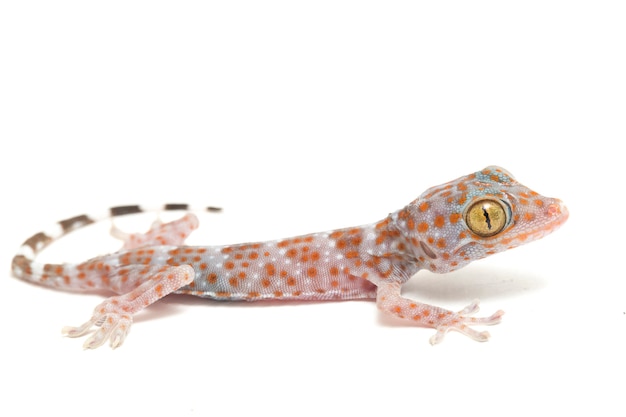 Nahaufnahme des Tokay Gecko Reptils