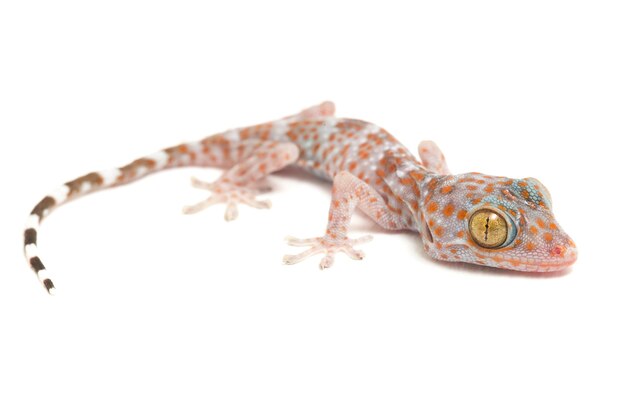 Nahaufnahme des Tokay Gecko Reptils