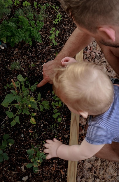 Nahaufnahme des Vaters, der mit einem Baby Kräuter im Garten pflanzt, Draufsicht