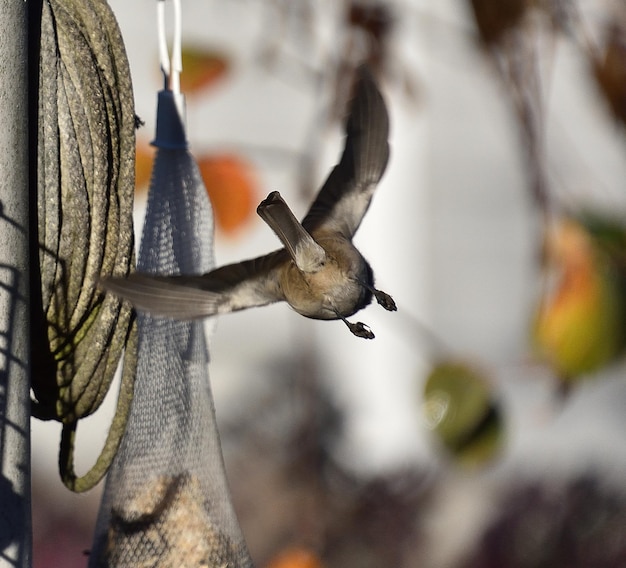 Foto nahaufnahme des vogelflugs