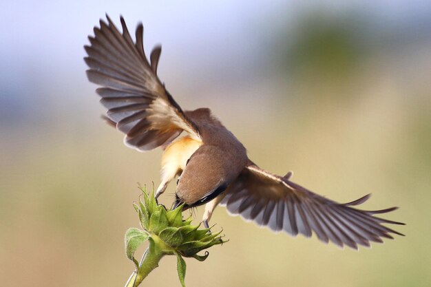 Foto nahaufnahme des vogelflugs