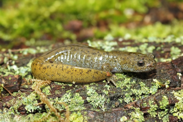 Nahaufnahme des vom Aussterben bedrohten Oita-Salamanders Hynobius dunni, der auf einem Stück Holz sitzt