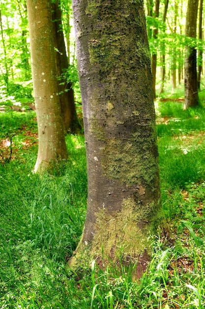 Nahaufnahme des Waldes mit Baumstämmen mit grünem Moos an einem Sommertag im Freien in der Natur Die Landschaft des Waldes mit Details von lebendigen Pflanzen, Sträuchern und Gras in den Wäldern an einem Frühlingsmorgen