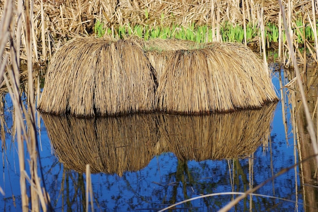 Foto nahaufnahme des wassers