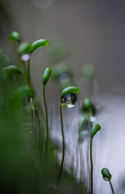 Foto nahaufnahme des wassertrops auf der anlage