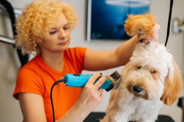 Nahaufnahme des weiblichen Groomers, der den gehorsamen lockigen Hund Labradoodle mit der Haarschnittmaschine für Tiere am Tisch im Pflegesalon schneidet Reinrassiges Labrador-Retriever-Haustier, das mit der Rasiermaschine Haarschnitt erhält