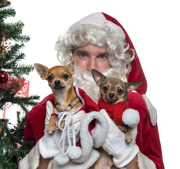 Foto nahaufnahme des weihnachtsmanns, der zwei auf weiß lokalisierte schoßhunde hält