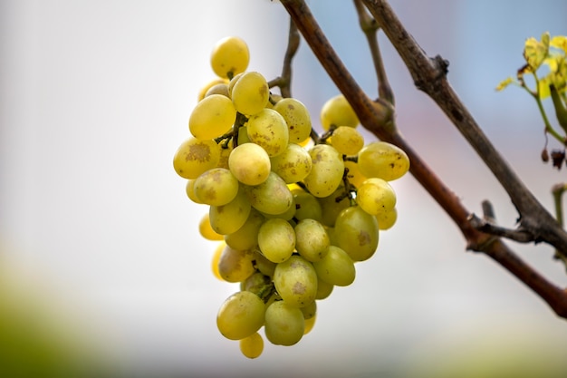 Nahaufnahme des Weinzweigs mit grünen Blättern und lokalisiertem goldgelbem reifem Weintraubenhaufen beleuchtet durch helle Sonne auf unscharfem buntem Bokeh-Kopierraumhintergrund. Landwirtschaft, Gartenbau und Weinherstellung.