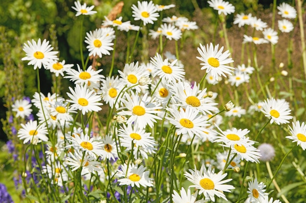 Nahaufnahme des weißen Gänseblümchens im Blumenfeld draußen während des Sommertages Vergrößert auf blühende Pflanzen, die im Frühling im Garten und Hinterhof wachsen Kleine schöne kleine elegante wilde Marguerite-Blume