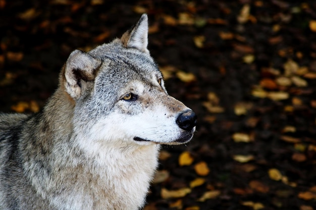 Nahaufnahme des Wolfes, der wegschaut