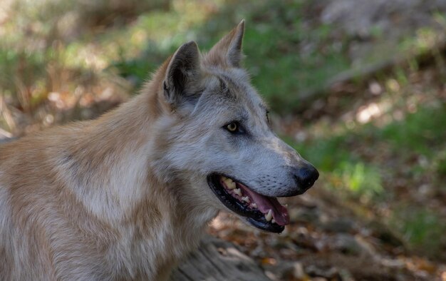 Foto nahaufnahme des wolfes