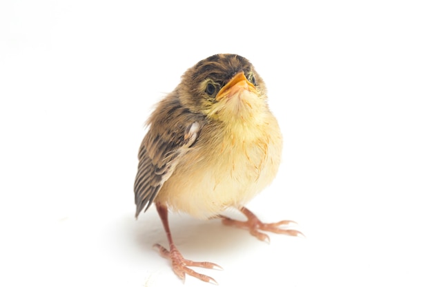 Nahaufnahme des Zitting Cisticola-Vogels