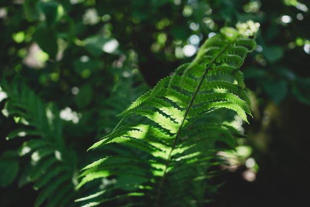 Nahaufnahme Detail einer Farnpflanze im Wald Schönes Hintergrundmuster für das Design