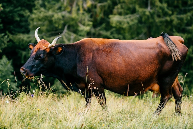 Nahaufnahme, die am Bergkuhporträt weidet. Stier lustige Schnauze auf Weide, die Kamera betrachtet. Hochlandlandwirtschaft. Gesunde Viehzucht. Bauernhoftier. Alpine Viehzucht. Säugetierbestie im Freien