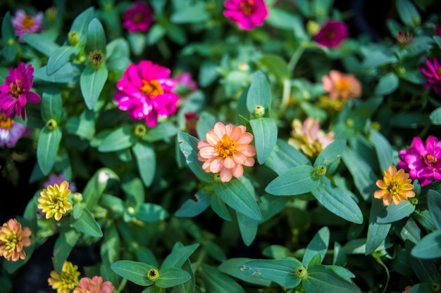 Foto nahaufnahme die blume