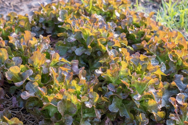 Nahaufnahme, die organische Roteiche in der Plantage bewirtschaftet