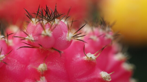 Nahaufnahme Dornen des Kaktus es heißt Gymno oder Gymnocalycium mihanovichii