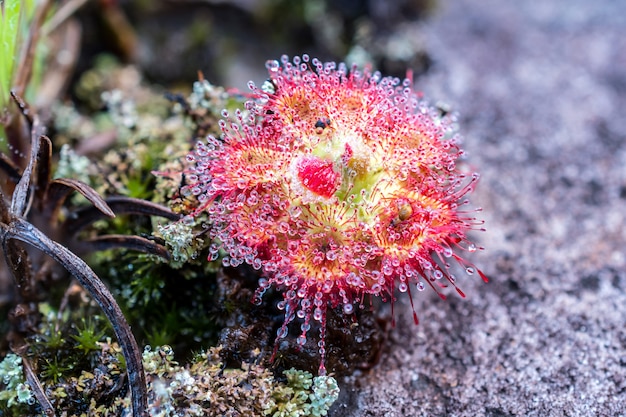 Nahaufnahme Drosera burmannii Vahl mit Tau