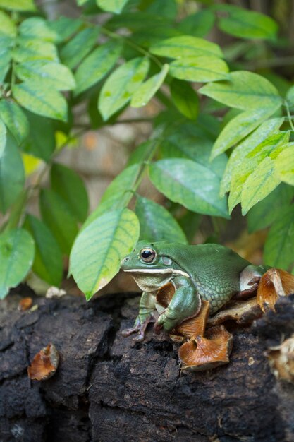 Nahaufnahme Dumpy grüner Laubfrosch