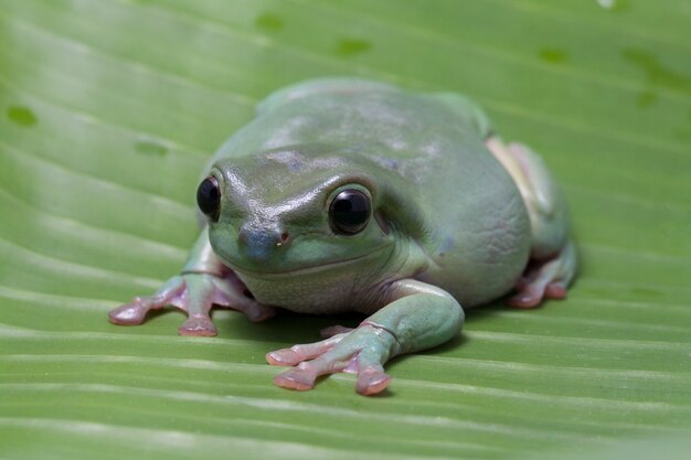 Nahaufnahme Dumpy grüner Laubfrosch