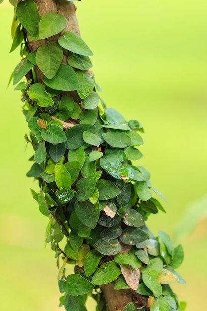 Nahaufnahme Efeu am Baum