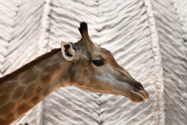 Nahaufnahme ein Kopf der Giraffe