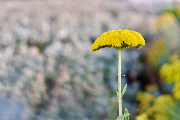 Foto nahaufnahme einer achillea-blumen mit verschwommenem hintergrund